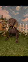 Honey 🍯 AKC, a female Doberman Pinscher for sale in Richmond, VA – 8 of 10