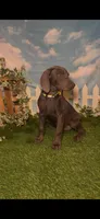 Honey 🍯 AKC, a female Doberman Pinscher for sale in Richmond, VA – 10 of 10