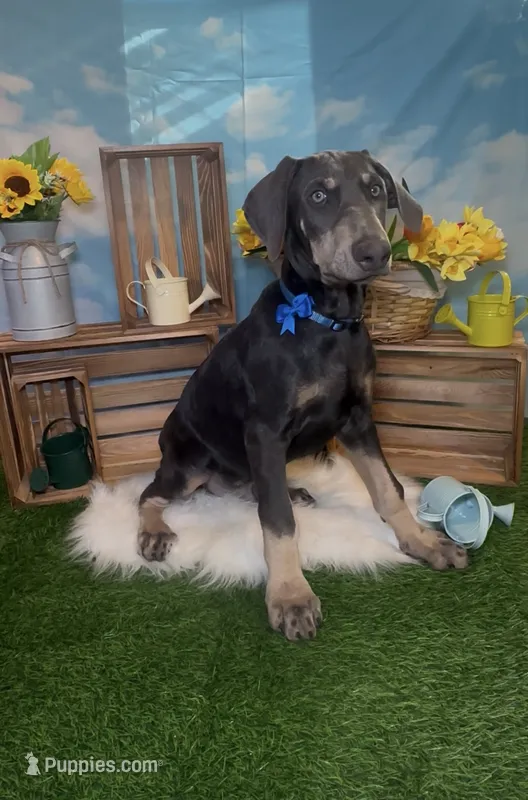 Sprout 🌱 AKC – Doberman Pinscher puppy for sale in Richmond, VA