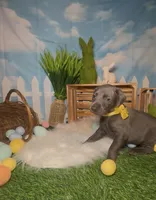 Honey 🍯 AKC, a female Doberman Pinscher for sale in Richmond, VA – Photo 3 of 10