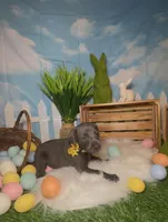 Honey 🍯 AKC, a female Doberman Pinscher for sale in Richmond, VA – Photo 2 of 10