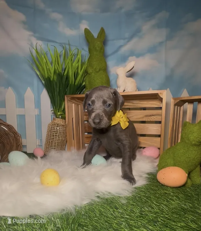 Honey 🍯 – Doberman Pinscher puppy for sale in Richmond, VA