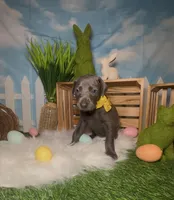 Honey 🍯 AKC, a female Doberman Pinscher for sale in Richmond, VA – Photo 1 of 10