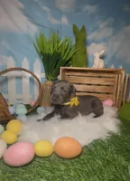 Honey 🍯 AKC, a female Doberman Pinscher for sale in Richmond, VA – Photo 5 of 10