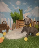 Honey 🍯 AKC, a female Doberman Pinscher for sale in Richmond, VA – Photo 4 of 10