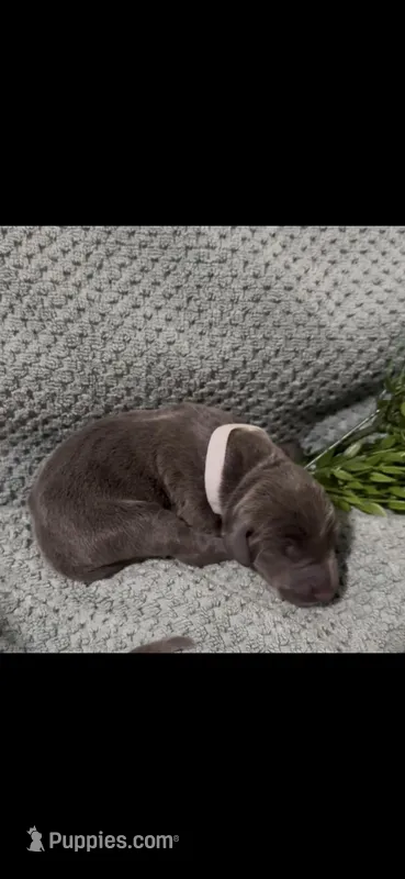 Honey 🍯 – Doberman Pinscher puppy for sale in Richmond, VA