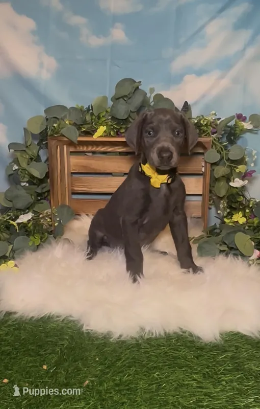 Honey 🍯 AKC – Doberman Pinscher puppy for sale in Richmond, VA