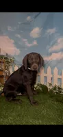 Buzz 🐝 AKC, a male Doberman Pinscher for sale in Richmond, VA – 7 of 10