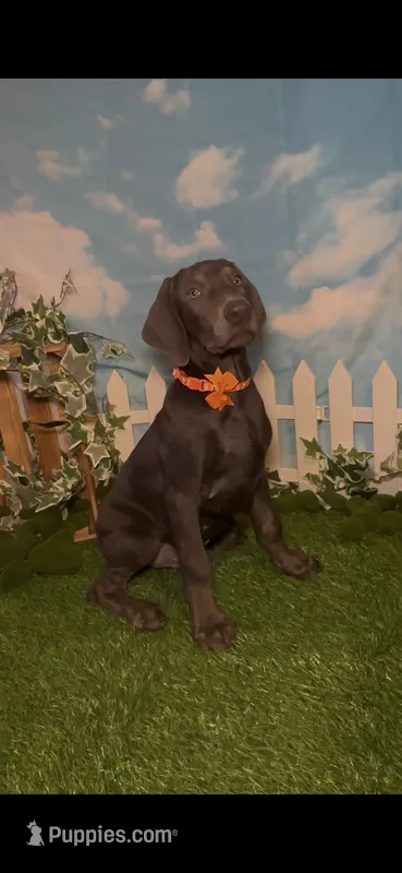 Sunny ☀️ AKC – Doberman Pinscher puppy for sale in Richmond, VA