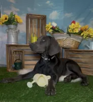 Buzz 🐝 AKC, a male Doberman Pinscher for sale in Richmond, VA – 3 of 10