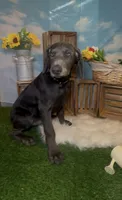 Buzz 🐝 AKC, a male Doberman Pinscher for sale in Richmond, VA – 2 of 10