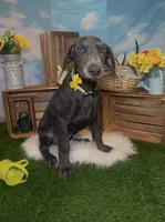 Honey 🍯 AKC, a female Doberman Pinscher for sale in Richmond, VA – 4 of 10