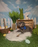 Sprout 🌱 AKC, a male Doberman Pinscher for sale in Richmond, VA – Photo 3 of 10