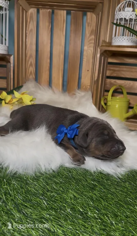 Sprout 🌱 – Doberman Pinscher puppy for sale in Richmond, VA