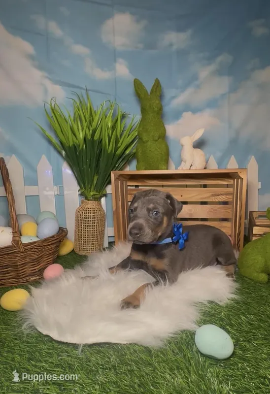 Sprout 🌱 – Doberman Pinscher puppy for sale in Richmond, VA