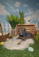 Sprout 🌱 AKC, a male Doberman Pinscher for sale in Richmond, VA – Photo 1 of 10