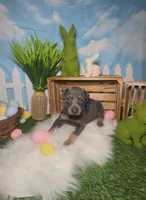 Sprout 🌱 AKC, a male Doberman Pinscher for sale in Richmond, VA – Photo 4 of 10