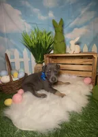 Sprout 🌱 AKC, a male Doberman Pinscher for sale in Richmond, VA – Photo 5 of 10