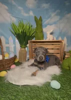 Sprout 🌱 AKC, a male Doberman Pinscher for sale in Richmond, VA – Photo 2 of 10