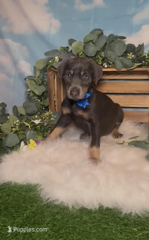 Sprout 🌱 AKC – Doberman Pinscher puppy for sale in Richmond, VA