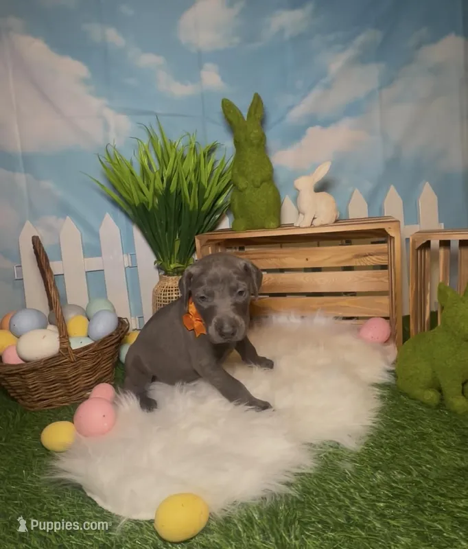 Sunny ☀️ – Doberman Pinscher puppy for sale in Richmond, VA