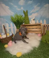 Sunny ☀️ AKC, a male Doberman Pinscher for sale in Richmond, VA – Photo 1 of 10