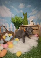 Sunny ☀️ AKC, a male Doberman Pinscher for sale in Richmond, VA – Photo 2 of 10