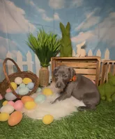 Sunny ☀️ AKC, a male Doberman Pinscher for sale in Richmond, VA – Photo 3 of 10