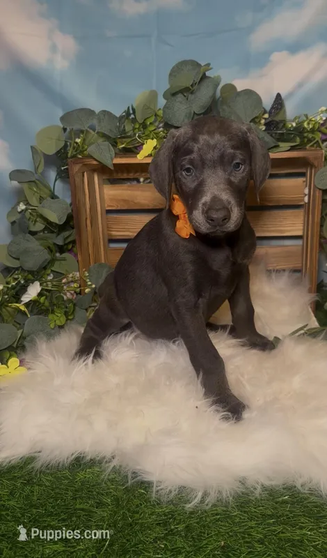 Sunny ☀️ AKC – Doberman Pinscher puppy for sale in Richmond, VA