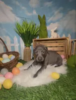 Sunny ☀️ AKC, a male Doberman Pinscher for sale in Richmond, VA – Photo 5 of 10