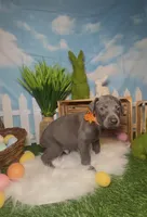 Sunny ☀️ AKC, a male Doberman Pinscher for sale in Richmond, VA – Photo 4 of 10