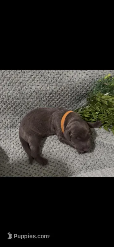 Sunny ☀️ – Doberman Pinscher puppy for sale in Richmond, VA