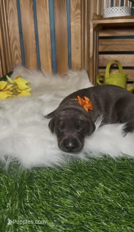 Sunny ☀️ – Doberman Pinscher puppy for sale in Richmond, VA