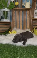 Buzz 🐝 AKC, a male Doberman Pinscher for sale in Richmond, VA – Photo 7 of 10