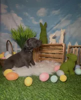 Buzz 🐝 AKC, a male Doberman Pinscher for sale in Richmond, VA – Photo 4 of 10