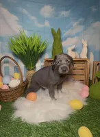 Buzz 🐝 AKC, a male Doberman Pinscher for sale in Richmond, VA – Photo 3 of 10