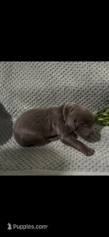 Buzz 🐝  – Doberman Pinscher puppy for sale in Richmond, VA