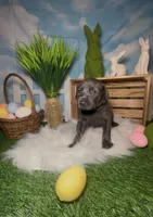 Buzz 🐝 AKC, a male Doberman Pinscher for sale in Richmond, VA – Photo 2 of 10