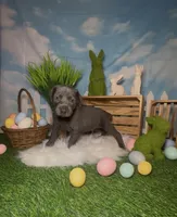 Buzz 🐝 AKC, a male Doberman Pinscher for sale in Richmond, VA – Photo 5 of 10