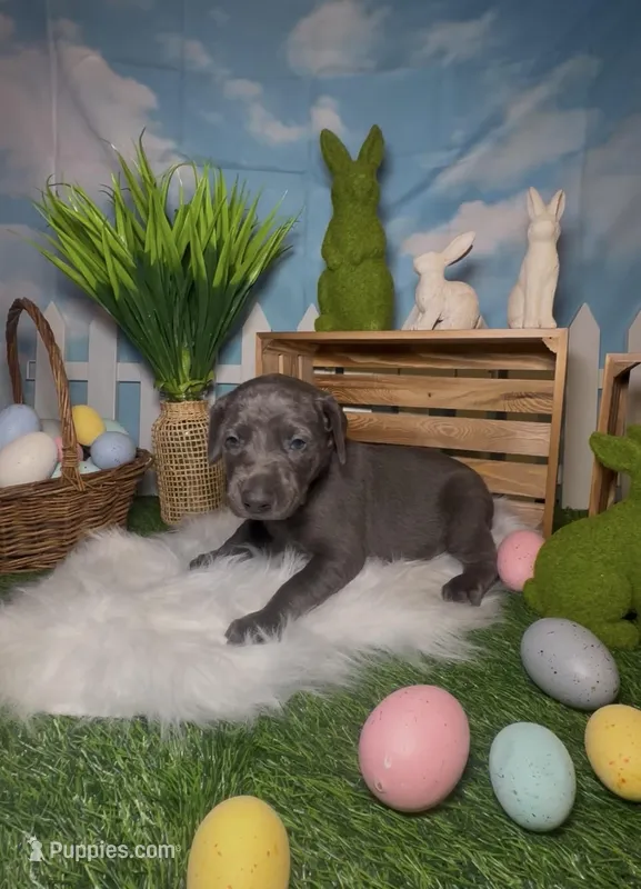 Buzz 🐝  – Doberman Pinscher puppy for sale in Richmond, VA