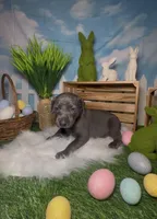 Buzz 🐝 AKC, a male Doberman Pinscher for sale in Richmond, VA – Photo 1 of 10