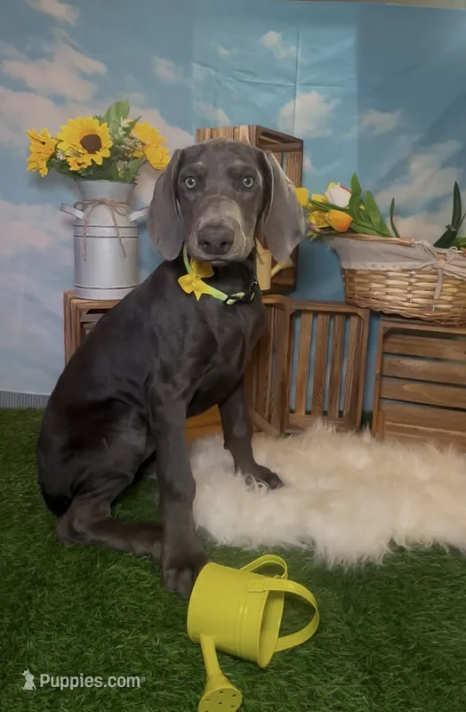 Honey 🍯 AKC – Doberman Pinscher puppy for sale in Richmond, VA