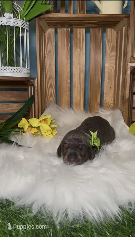 Clover ☘️ – Doberman Pinscher puppy for sale in Richmond, VA