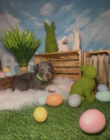 Clover ☘️ AKC, a male Doberman Pinscher for sale in Richmond, VA – Photo 2 of 10