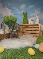 Clover ☘️ AKC, a male Doberman Pinscher for sale in Richmond, VA – Photo 4 of 10