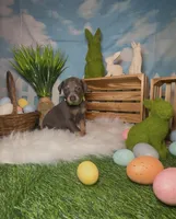 Clover ☘️ AKC, a male Doberman Pinscher for sale in Richmond, VA – Photo 3 of 10