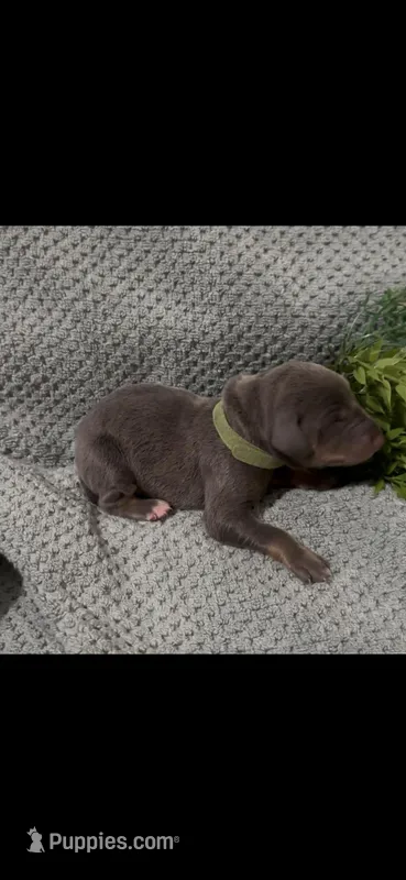 Clover ☘️ – Doberman Pinscher puppy for sale in Richmond, VA