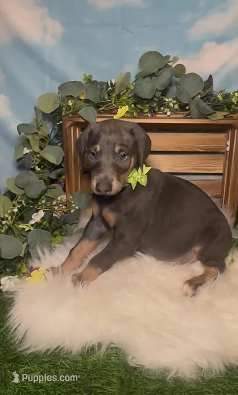 Clover ☘️ AKC – Doberman Pinscher puppy for sale in Richmond, VA