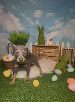 Clover ☘️ AKC, a male Doberman Pinscher for sale in Richmond, VA – Photo 5 of 10