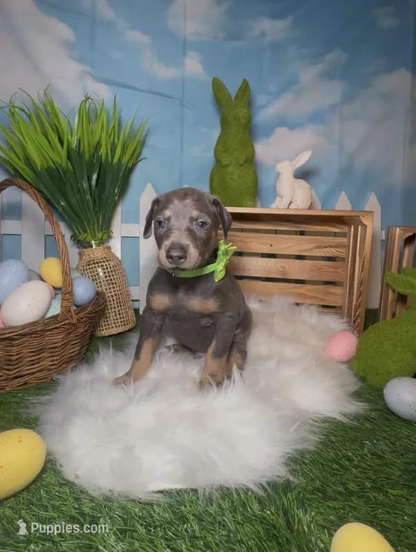 Clover ☘️ – Doberman Pinscher puppy for sale in Richmond, VA